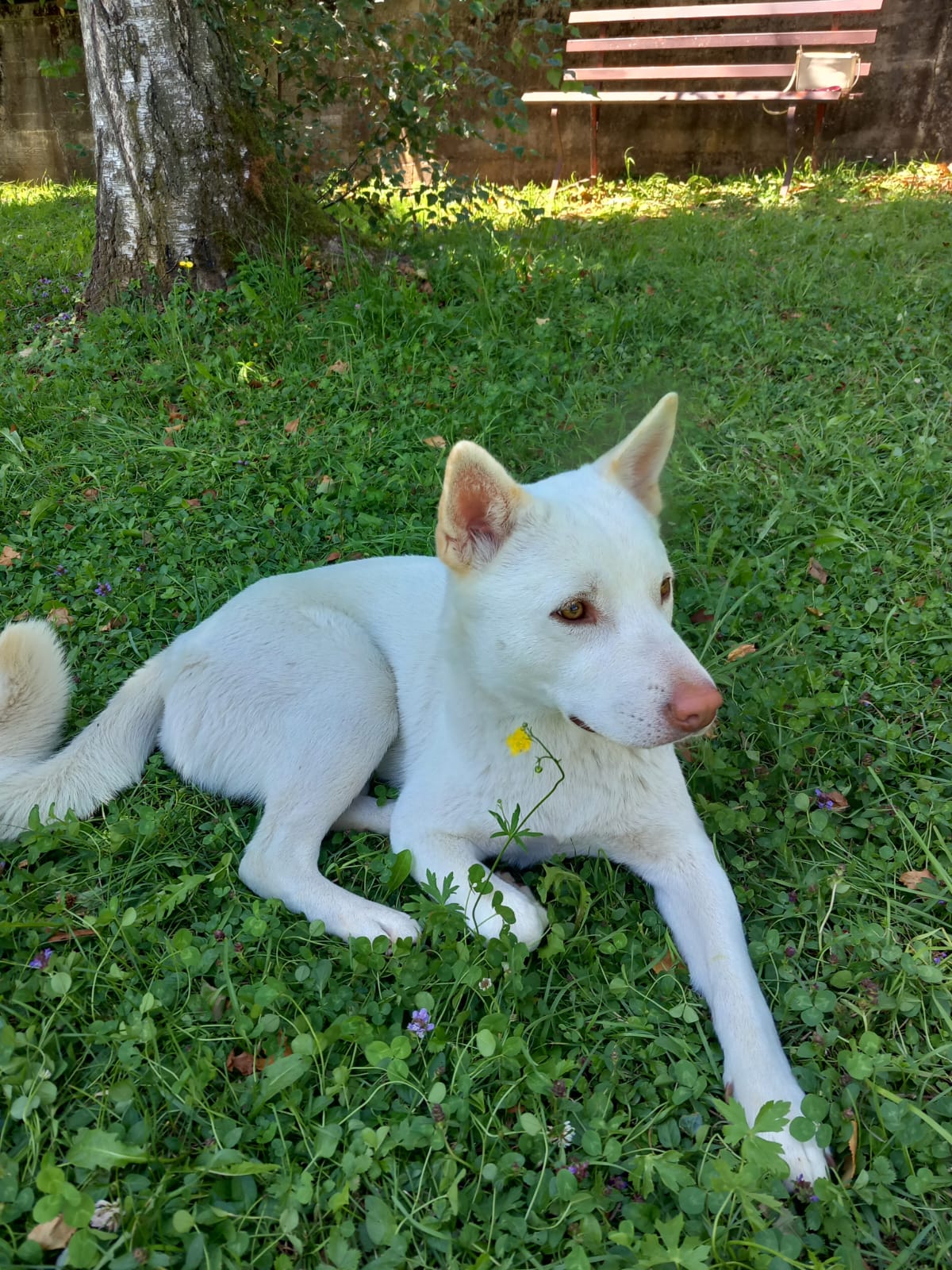 Cagnoline Jindo in adozione - media 2